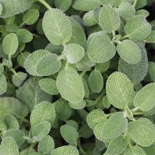 Attēlu rezultāti vaicājumam “Salvia officinalis leaf”