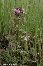 Attēlu rezultāti vaicājumam “Pedicularis palustris”