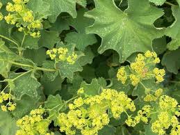 Attēlu rezultāti vaicājumam “Mollisia amenticola”