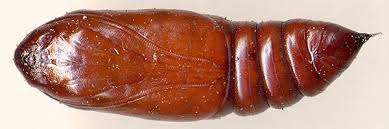 Attēlu rezultāti vaicājumam “Mamestra brassicae pupa”