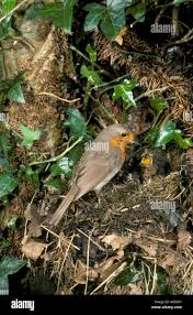 Attēlu rezultāti vaicājumam “Erithacus rubecula nest”