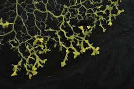 Attēlu rezultāti vaicājumam “Physarum daamsii”