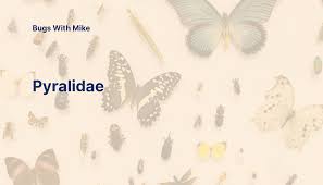 Attēlu rezultāti vaicājumam “Pyralididae”