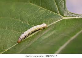 Attēlu rezultāti vaicājumam “Eulithis sp.”