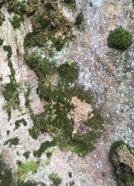 Attēlu rezultāti vaicājumam “Jamesoniella autumnalis”