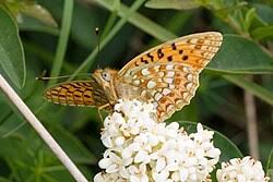 Attēlu rezultāti vaicājumam “Argynnis niobe underside”