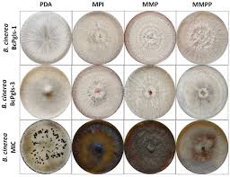 Attēlu rezultāti vaicājumam “Trichia botrytis spores”