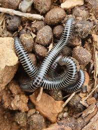 Attēlu rezultāti vaicājumam “Ommatoiulus sabulosus aimatopodus”