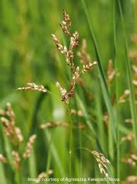 Attēlu rezultāti vaicājumam “Hierochloe odorata”