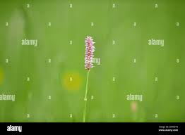 Attēlu rezultāti vaicājumam “Bistorta major”