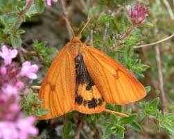 Attēlu rezultāti vaicājumam “Diacrisia sannio female”