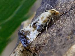 Attēlu rezultāti vaicājumam “Eupoecilia angustana”