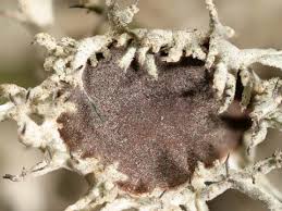 Attēlu rezultāti vaicājumam “Anaptychia ciliaris”