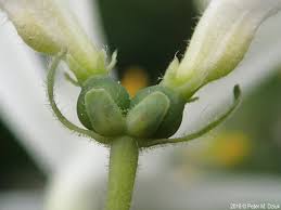Attēlu rezultāti vaicājumam “Silene tatarica bud”