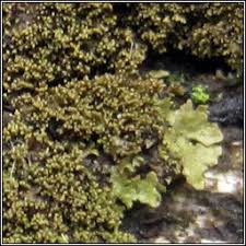 Attēlu rezultāti vaicājumam “Melanohalea olivacea”