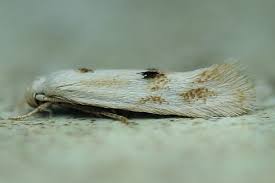 Attēlu rezultāti vaicājumam “Elachista maculicerusella”