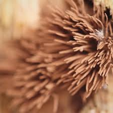 Attēlu rezultāti vaicājumam “Stemonitis splendens macro”