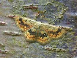 Attēlu rezultāti vaicājumam “Cyclophora annularia”