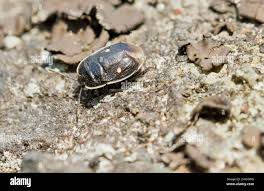 Attēlu rezultāti vaicājumam “Adomerus biguttatus”