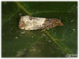 Attēlu rezultāti vaicājumam “Notocelia roborana”