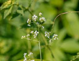 Attēlu rezultāti vaicājumam “Galium rivale”