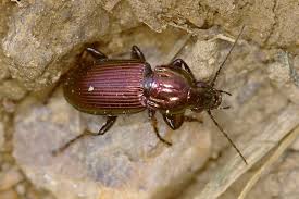 Attēlu rezultāti vaicājumam “Poecilus lepidus”