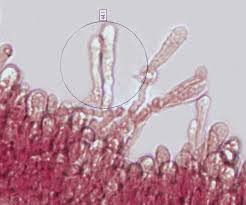 Attēlu rezultāti vaicājumam “Rhodotus palmatus”