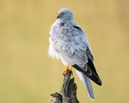 Attēlu rezultāti vaicājumam “Circus pygargus adult”