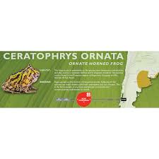 Image result for Ceratophrys ornata