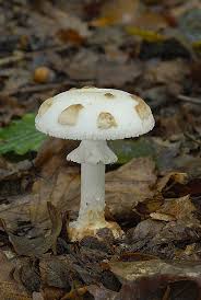 Attēlu rezultāti vaicājumam “Amanita citrina”