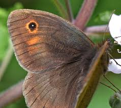 Attēlu rezultāti vaicājumam “Maniola jurtina male”
