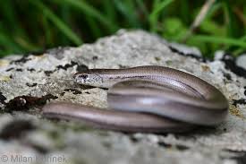 Attēlu rezultāti vaicājumam “Anguis fragilis”