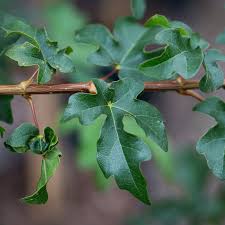 Attēlu rezultāti vaicājumam “Acer campestre leaf”