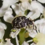 Attēlu rezultāti vaicājumam “Anthrenus sp.”