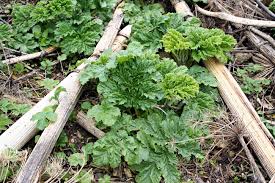 Attēlu rezultāti vaicājumam “Heracleum sosnowskyi leaf”