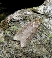 Attēlu rezultāti vaicājumam “Luquetia lobella”