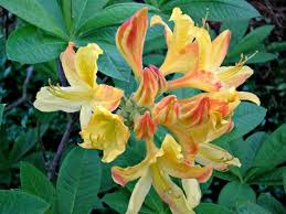 Attēlu rezultāti vaicājumam “Rhododendron calendulaceum flower”