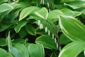 Attēlu rezultāti vaicājumam “Polygonatum odoratum”