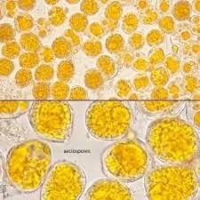 Attēlu rezultāti vaicājumam “Puccinia sessilis”