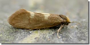 Attēlu rezultāti vaicājumam “Incurvariidae”