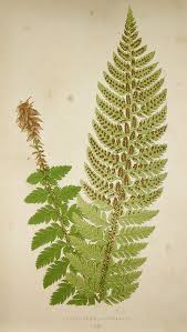 Attēlu rezultāti vaicājumam “Polystichum aculeatum”