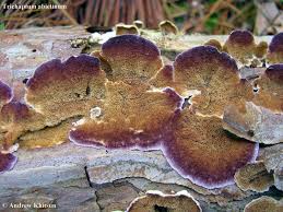 Attēlu rezultāti vaicājumam “Trichaptum abietinum”