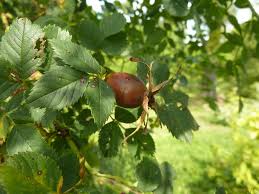 Attēlu rezultāti vaicājumam “Rosa subcanina”