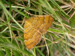 Attēlu rezultāti vaicājumam “Camptogramma bilineata”