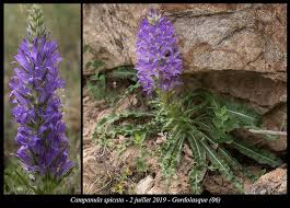 Image result for Campanula spicata