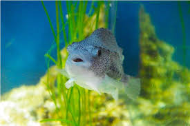 Image result for Cyclopterus lumpus