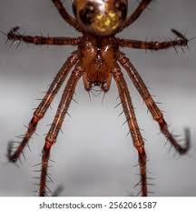 Attēlu rezultāti vaicājumam “Tetragnathidae”