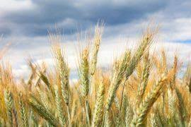 Attēlu rezultāti vaicājumam “Tortella inclinata”