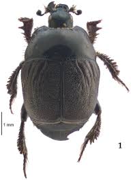 Attēlu rezultāti vaicājumam “Hypocaccus rugiceps”