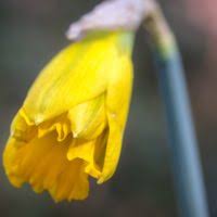 Attēlu rezultāti vaicājumam “Narcissus bud”